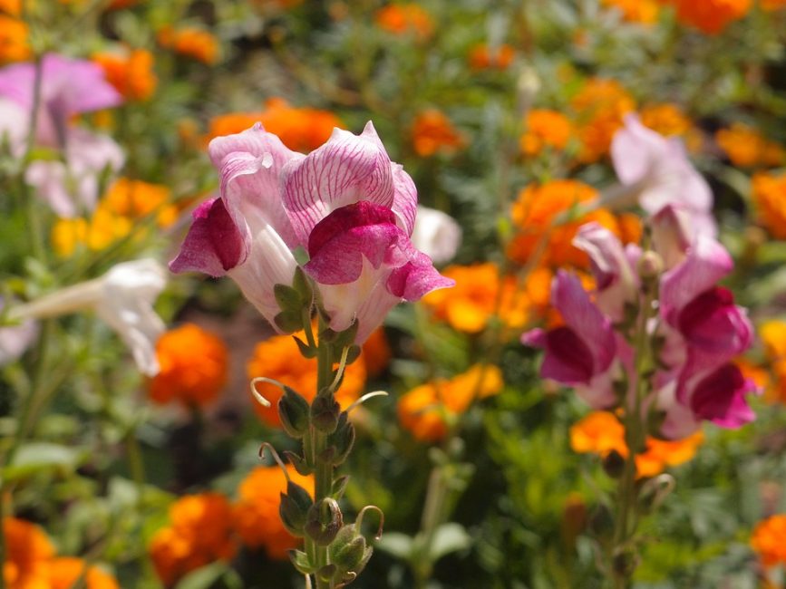 تم تقديم مثل هذا antirrinum الجميل إلى هرقل الشجاع تكريما لانتصاره على الأسد النيمي الهائج.