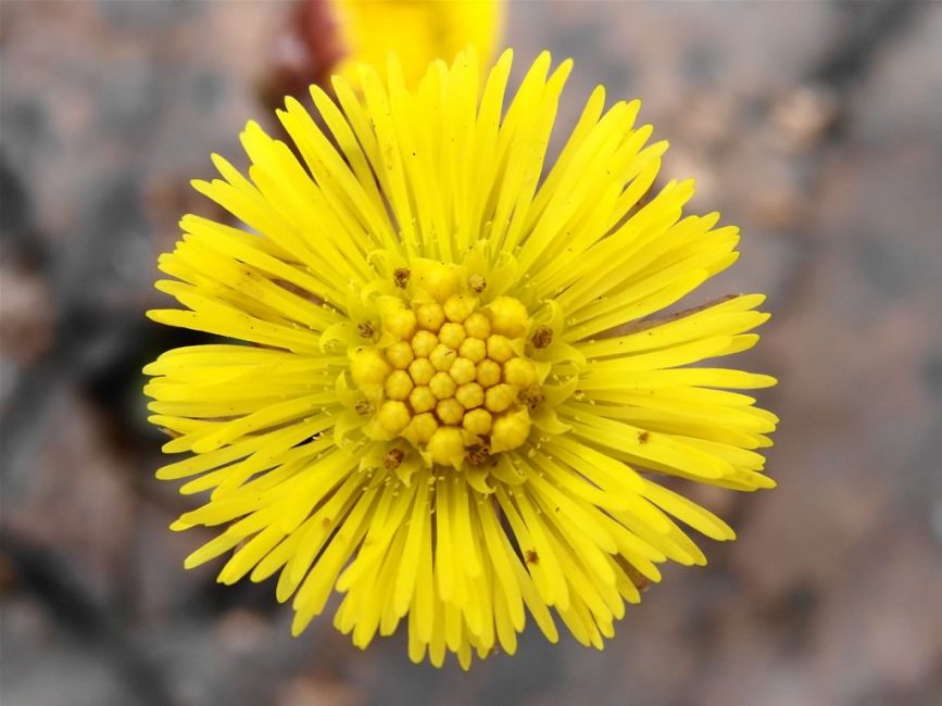 Primo piano del fiore.