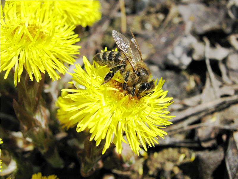 ape sui fiori di farfara