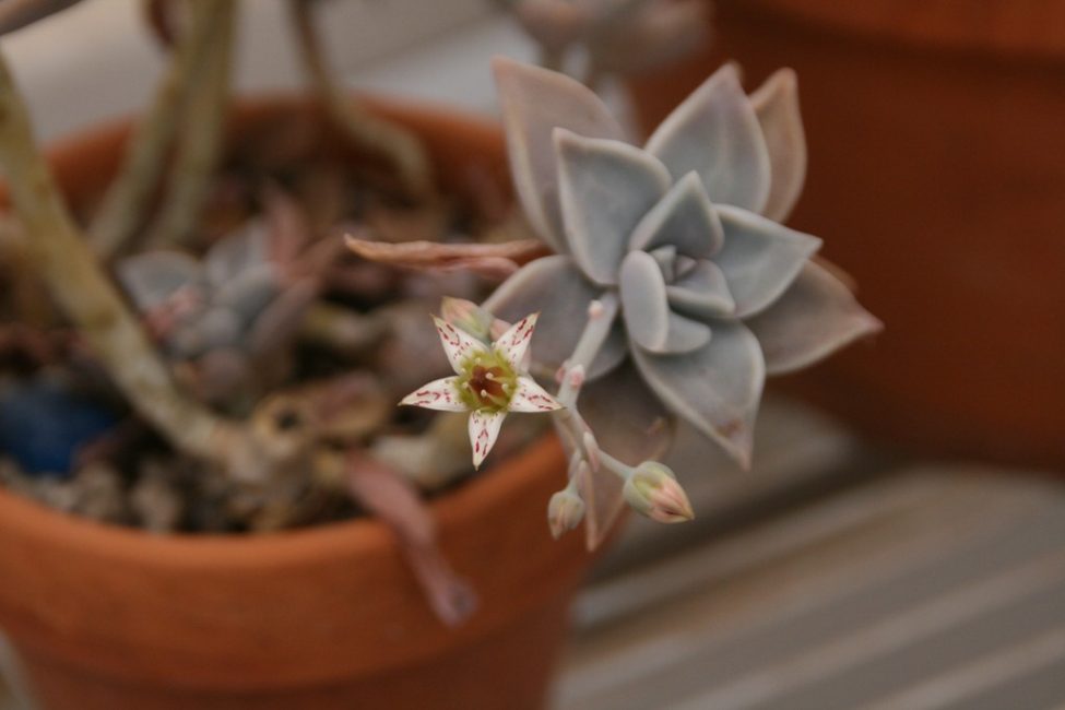 Stonecrop Sedum weinbergii