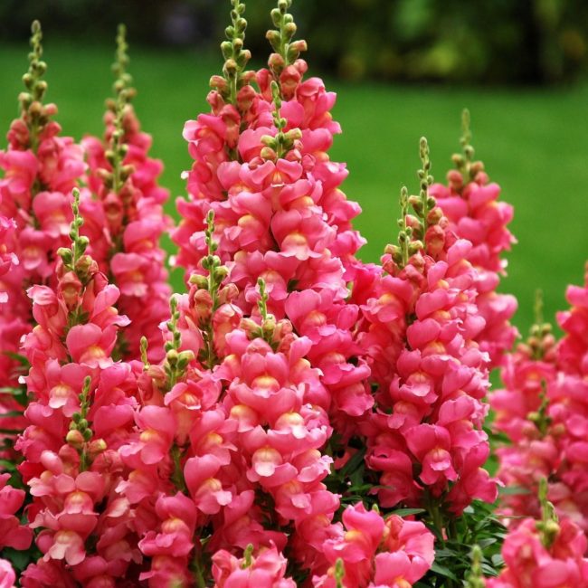 أنف العجل Antirrinum