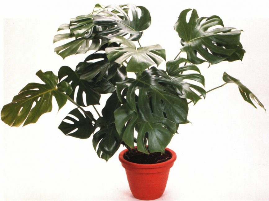 الذواقة Monstera