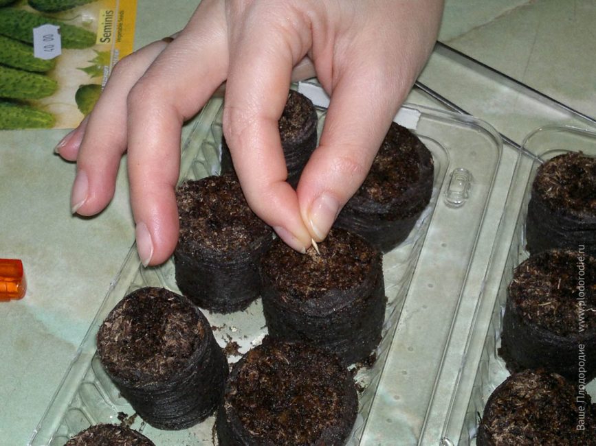 The process of sowing seeds into tablets