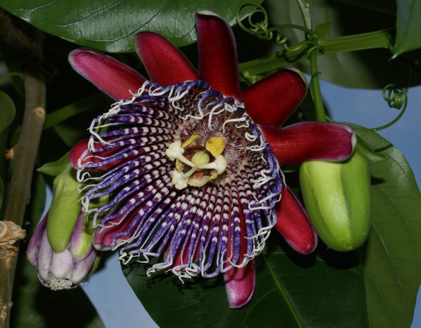 Passiflora رباعي السطوح. Passiflora رباعي الزوايا