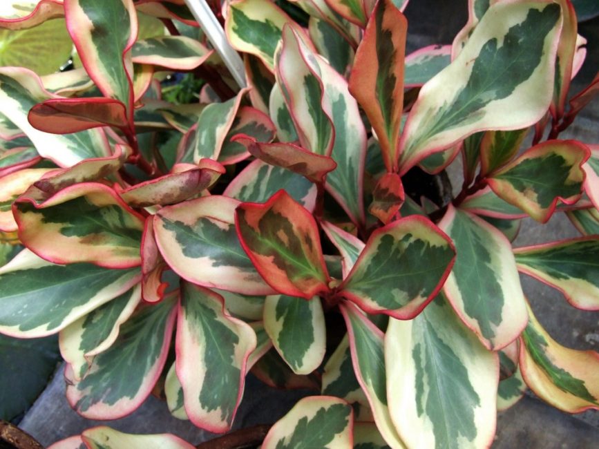 Peperomia clousieleaf