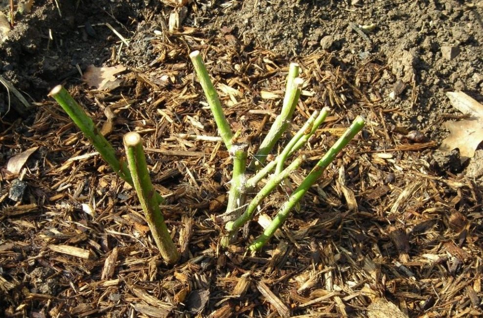 To protect young plants from overheating, accidental mechanical damage, reduce the amount of watering, you need to mulch the area.