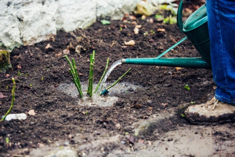 Watering the plant