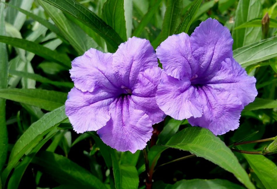 Ruellia درني