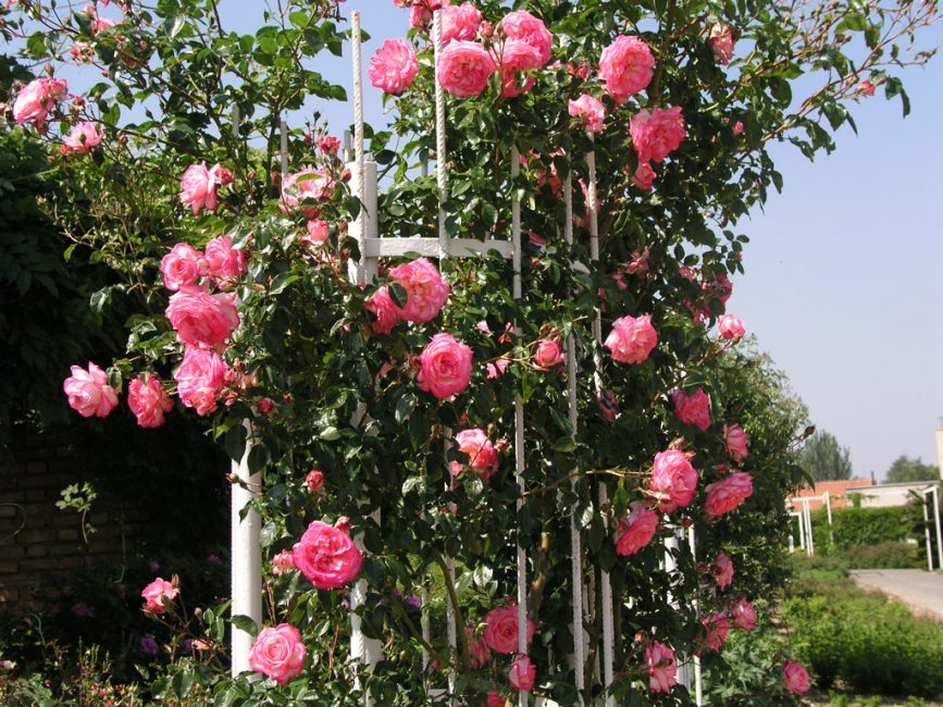 Rose Harlequin Climbing