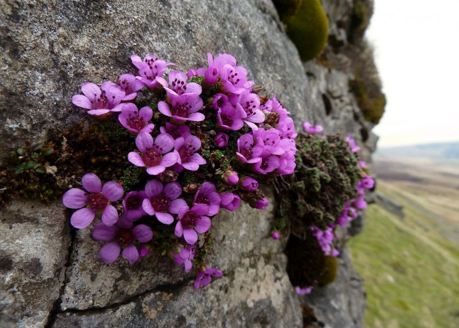 Saxifraga Oppositifolia