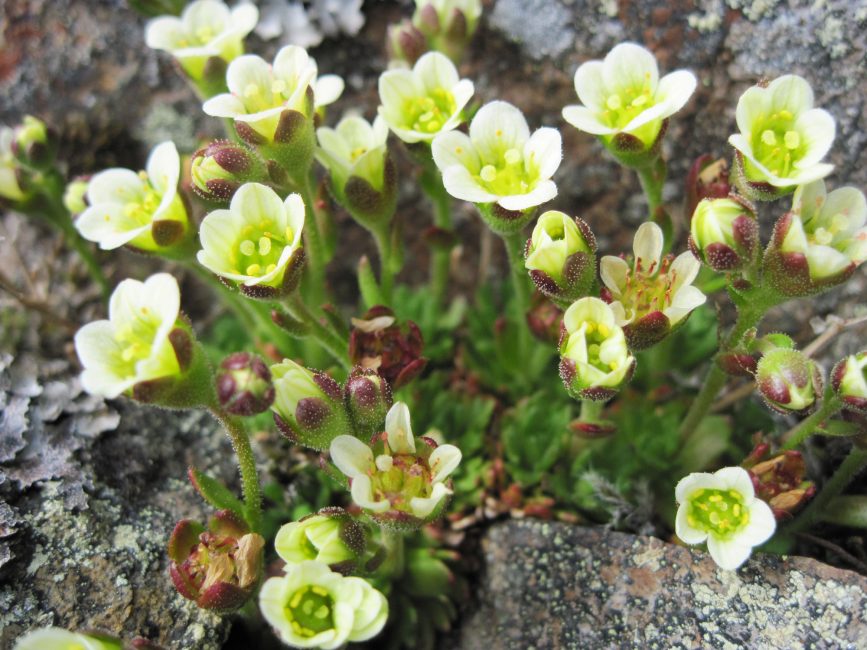 (saxifrage) saxifraga caespitosa