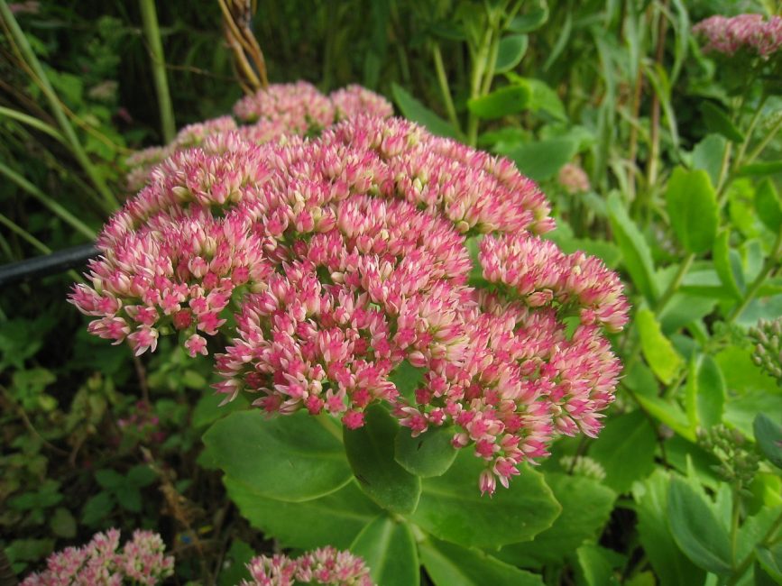 Stonecrop Hylotelephium