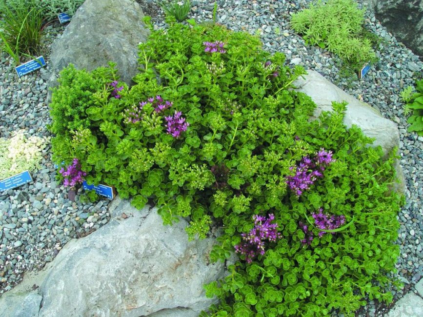 Ground cover stonecrops