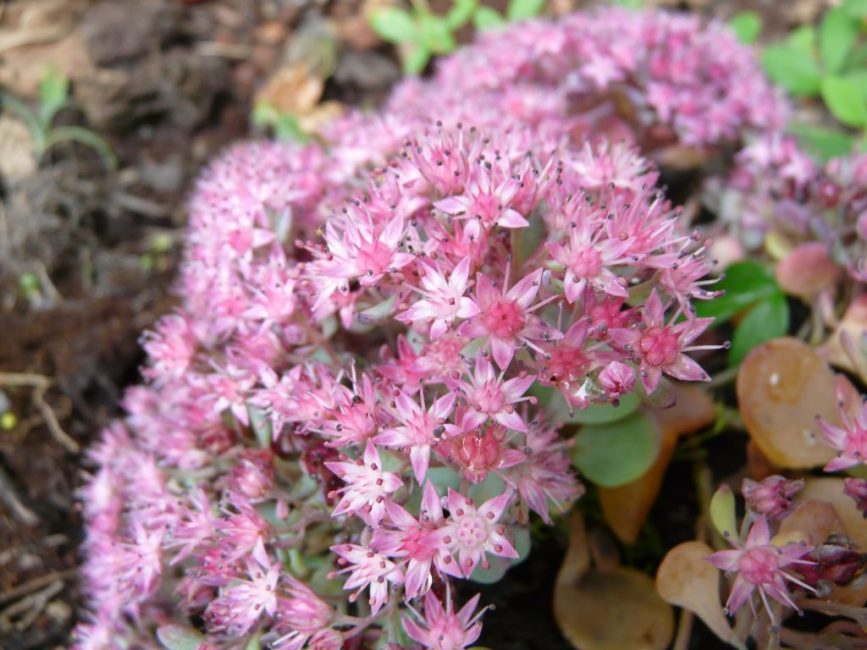 Sedum bloom