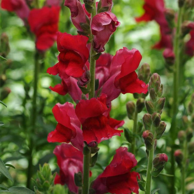 Snapdragon (Snapdragon Rocket)