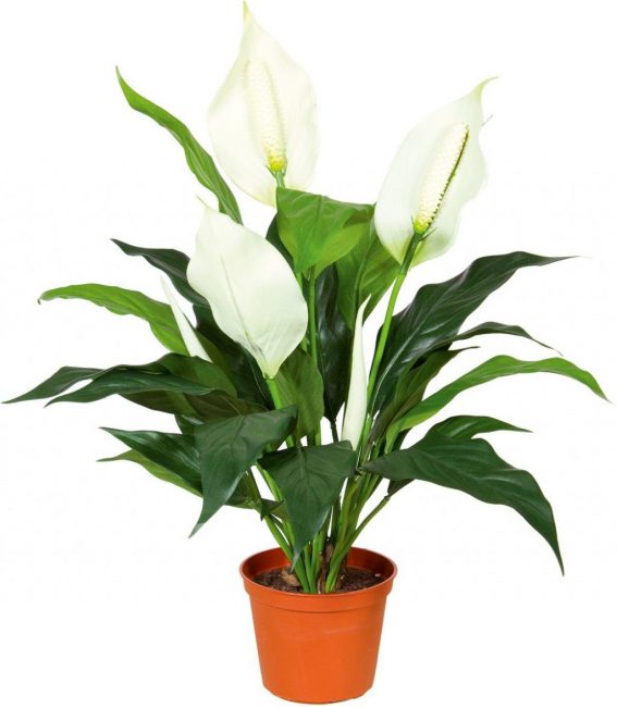 Spathiphyllum Wallis