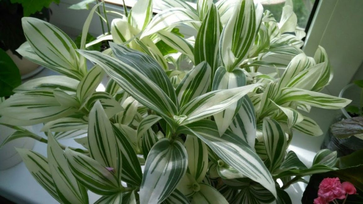 Tradescantia بيضاء المزهرة