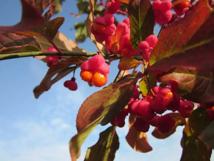 ثمار euonymus الأوروبية