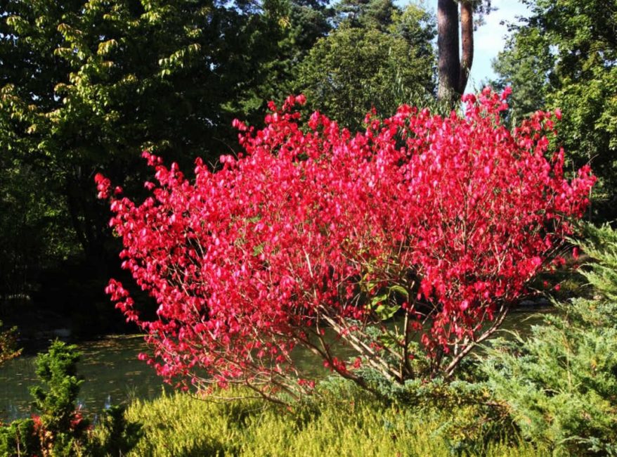 Euonymus الأوروبي الأحمر Cascade