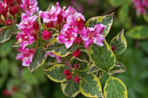 Weigela: description, types and varieties, planting in open ground and proper plant care (60 Photos & Video) + Reviews