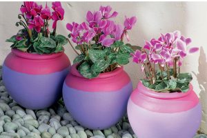 Cyclamen - bulb violet: description, growing from seeds at home, plant care, reproduction and transplantation (75+ Photos & Videos) + Reviews