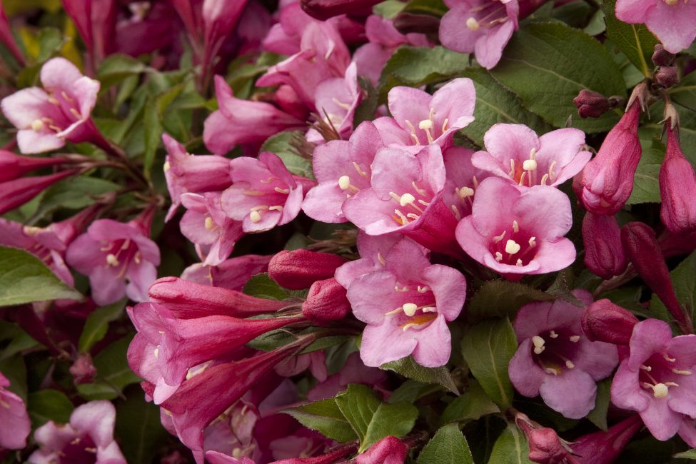 Weigela Blooming (الصف Minuet)