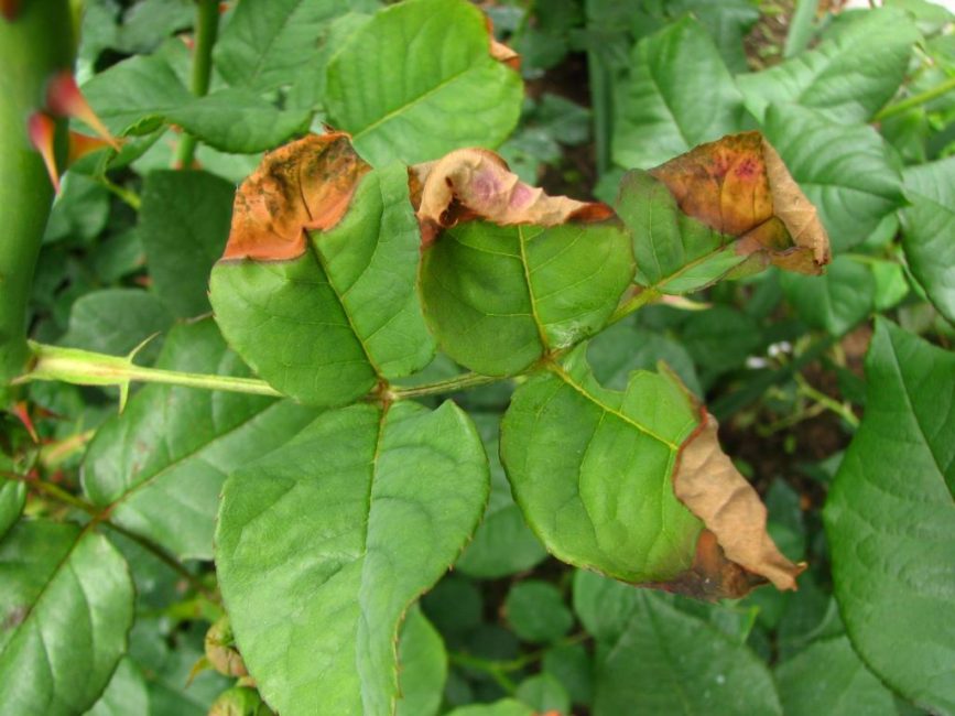 rose leaf disease