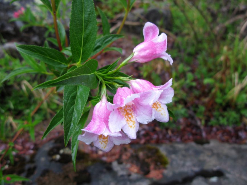 Weigela لطيف. Weigela Suavis