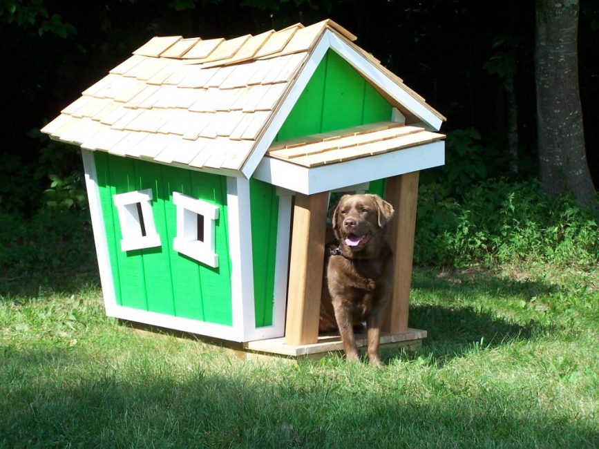 köpek evi için yer seçimi