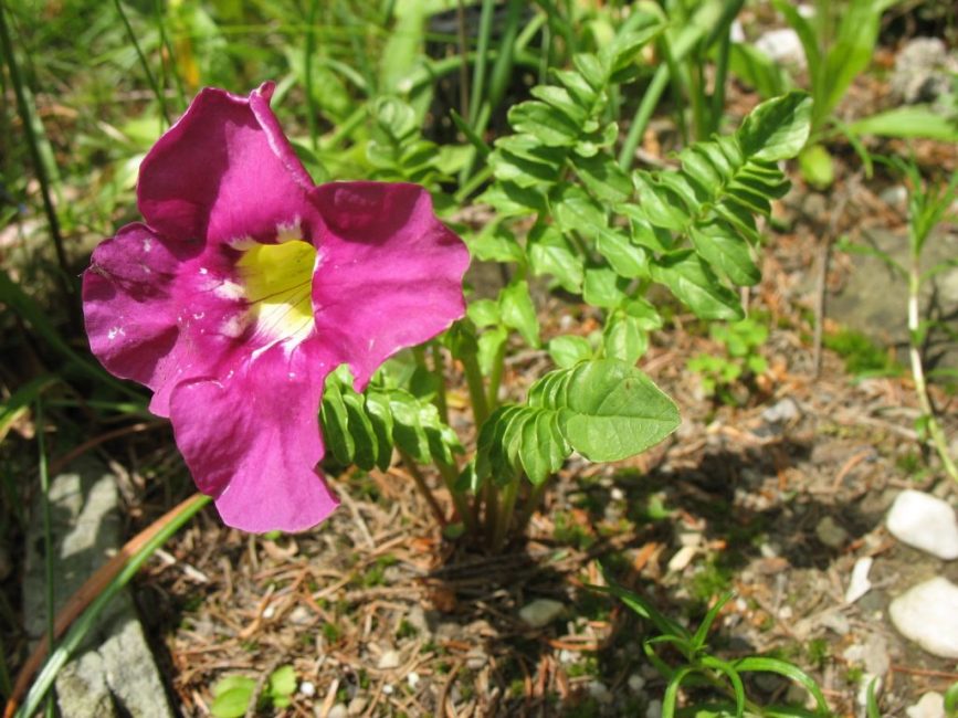 Incarvillea في الهواء الطلق