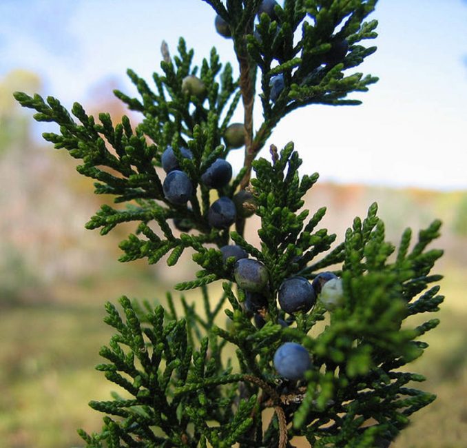 Juniperus virginiana