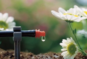 Do-it-yourself drip irrigation device in a greenhouse: from a barrel, a plastic bottle, and even an automatic system. For tomatoes and other crops (Photo & Video) + Reviews