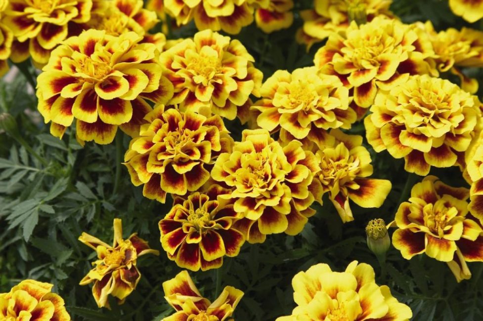 Marigolds rejected (Tagetes patula).