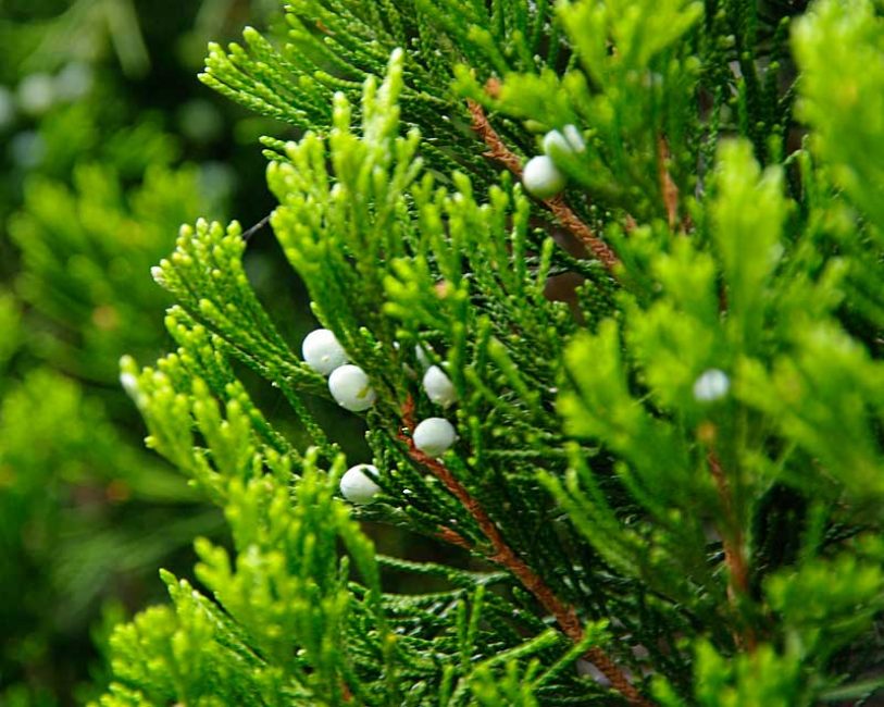 Juniperus chinensis