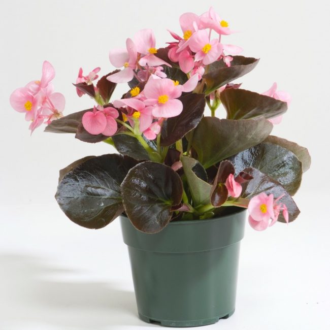 Begonia evergreen Senator Pink F1