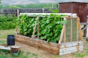 How to make a greenhouse with your own hands: for seedlings, cucumbers, tomatoes, peppers and other plants. From polycarbonate, window frames, plastic pipes (75 Photos & Videos) + Reviews