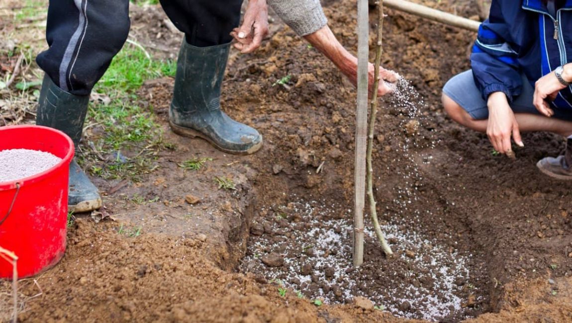 Superphosphate is introduced into the planting pit, evenly mixing with the soil