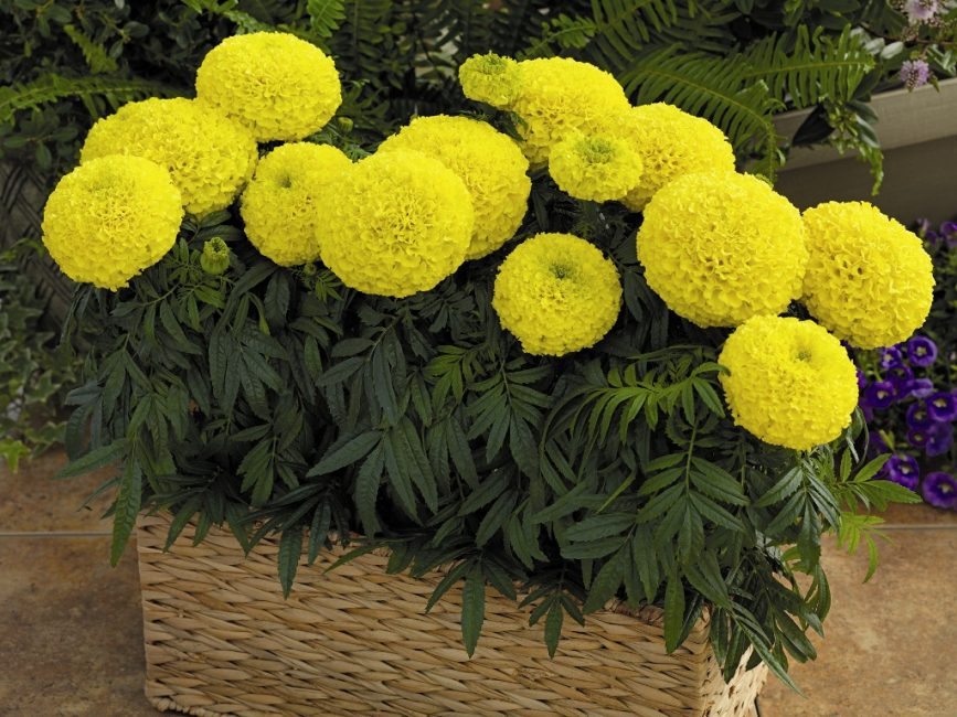 Marigolds erect (Tagetes erecta)