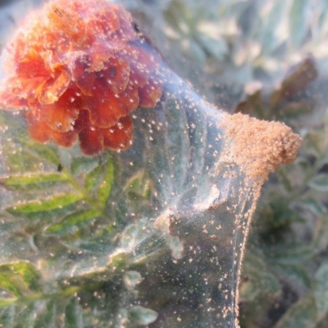 spider mite