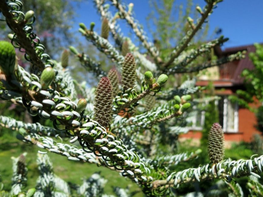 Abies الكورية Silberlocke