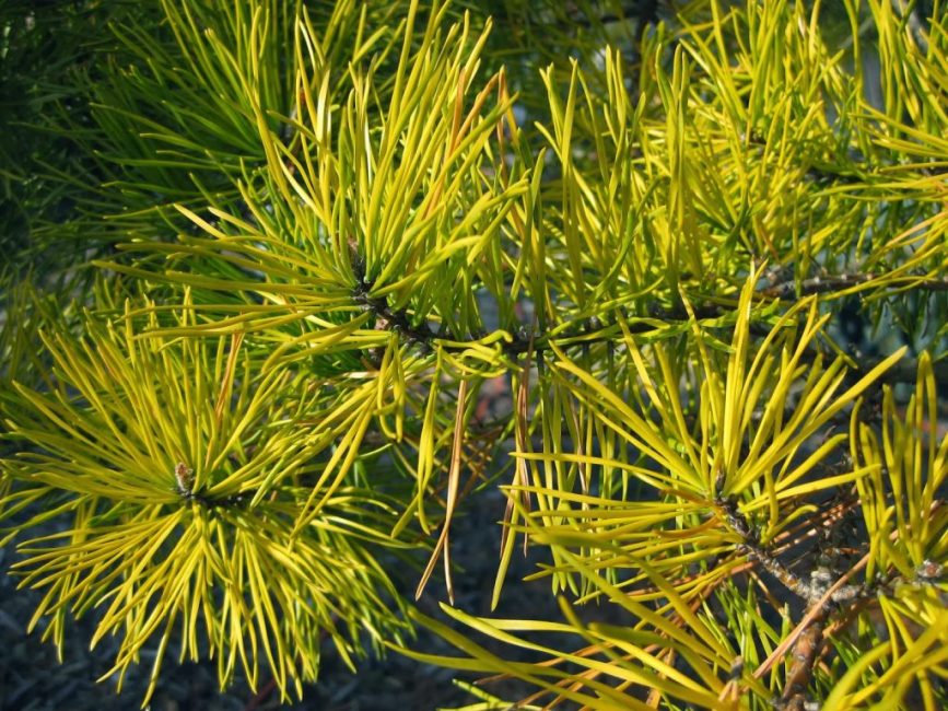 Abies nordmanniana Golden Sprelder