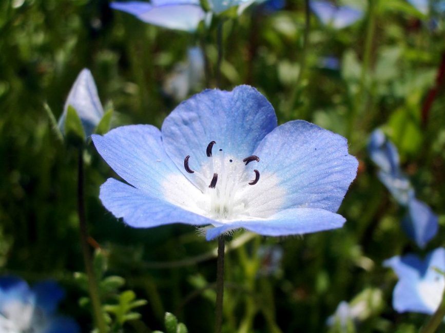 Nemophila (الأمريكية لا تنساني)