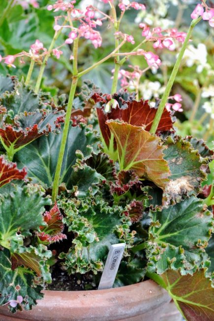 begonia otello