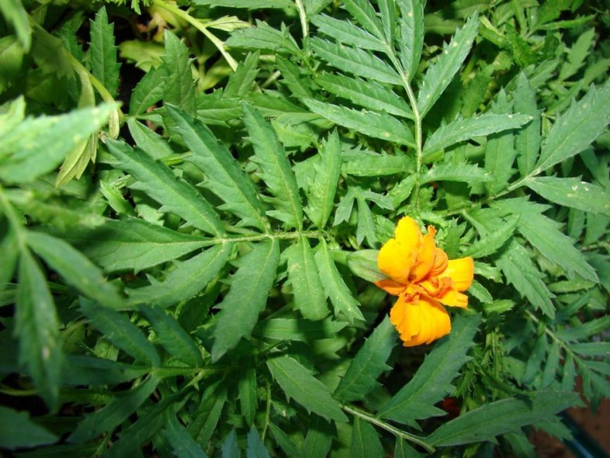 Leaves of the marigold plant