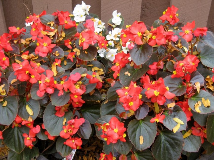 Begonia - an excellent decoration of the garden, flower bed or home