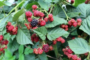 Groeiende tuinbraambessen - een beschrijving van het kopen van een zaailing en het planten ervan in de volle grond tot het verzorgen en oogsten van de regio Moskou tot Siberië (foto en video) + beoordelingen