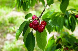 Alles over het planten en kweken van zoete kersen - van het kiezen van een zaailing tot het oogsten (Foto & Video) + Reviews