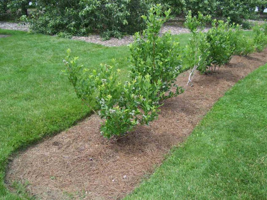 Méthode de plantation en une rangée