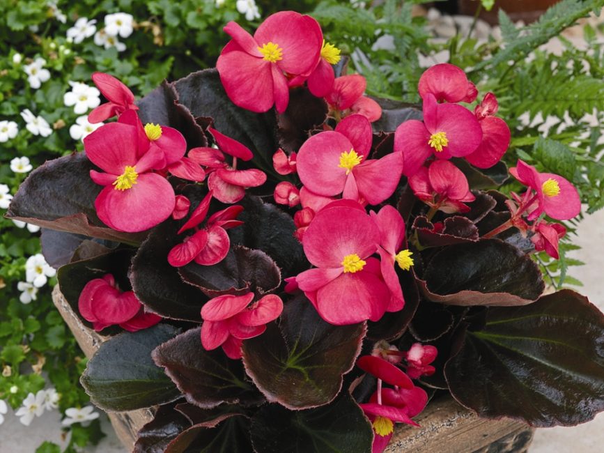 Begonia Semperflorence