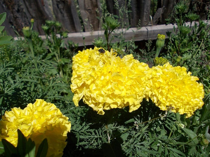 Marigold Giants